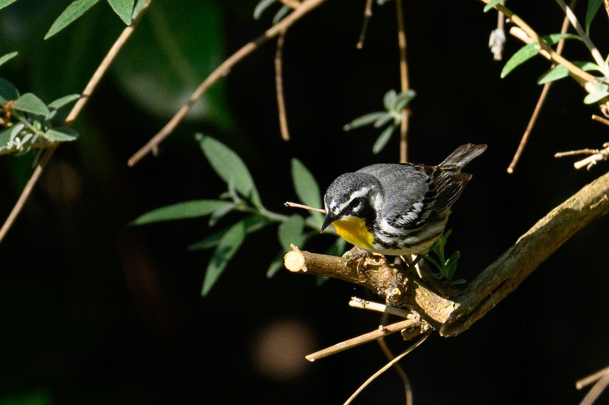 Yellow-throated Warbler (albilora) - ML617430024