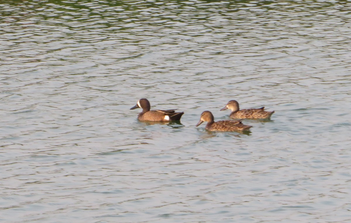Blue-winged Teal - ML617430110
