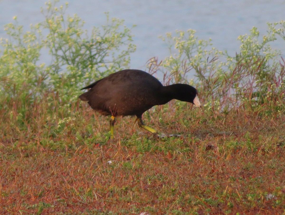 American Coot (Red-shielded) - ML617430218