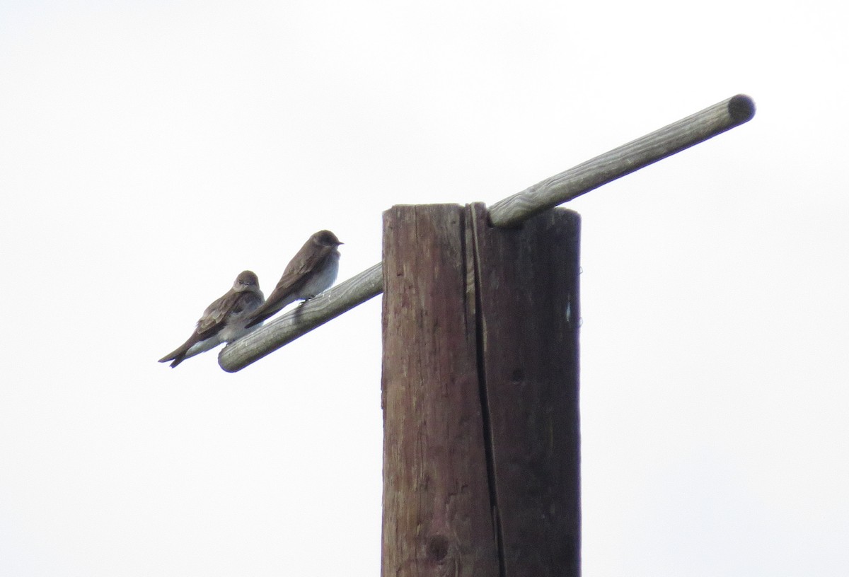 Northern Rough-winged Swallow - ML617430332