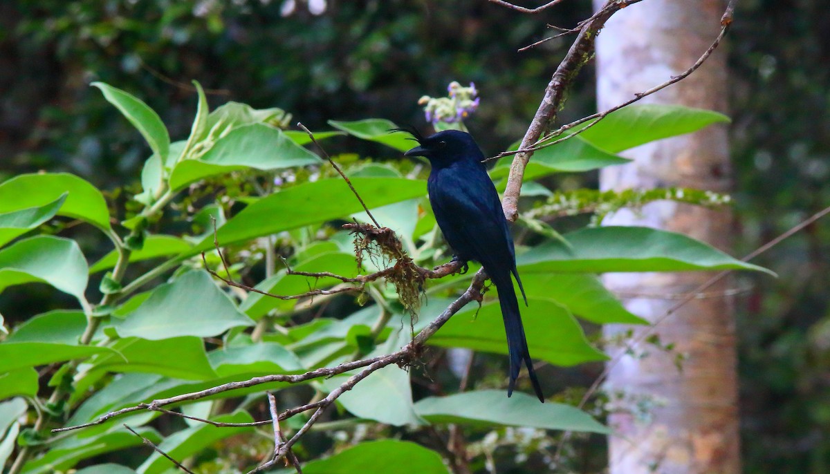 Crested Drongo - ML617430362