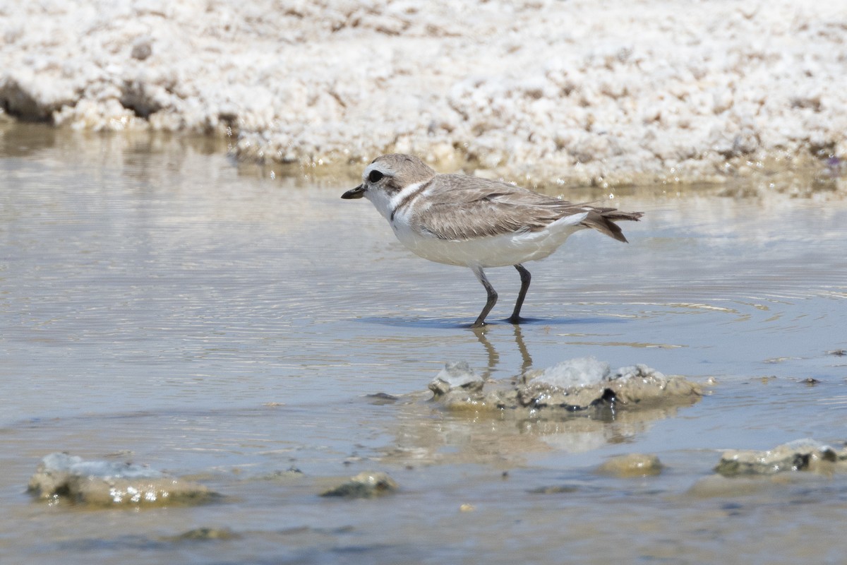 Snowy Plover - Will Knowlton