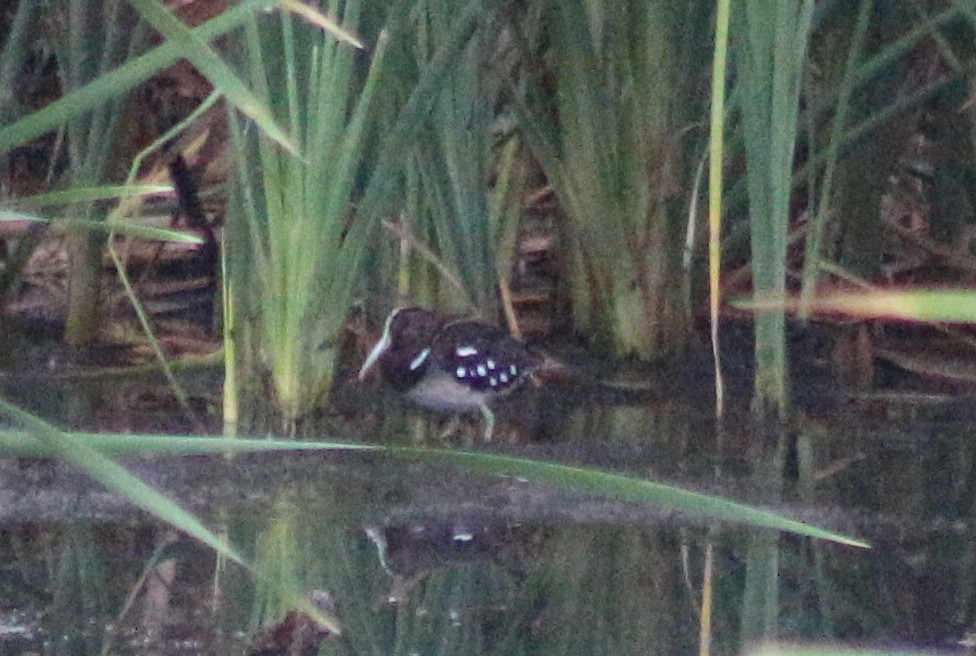 South American Painted-Snipe - ML617430481