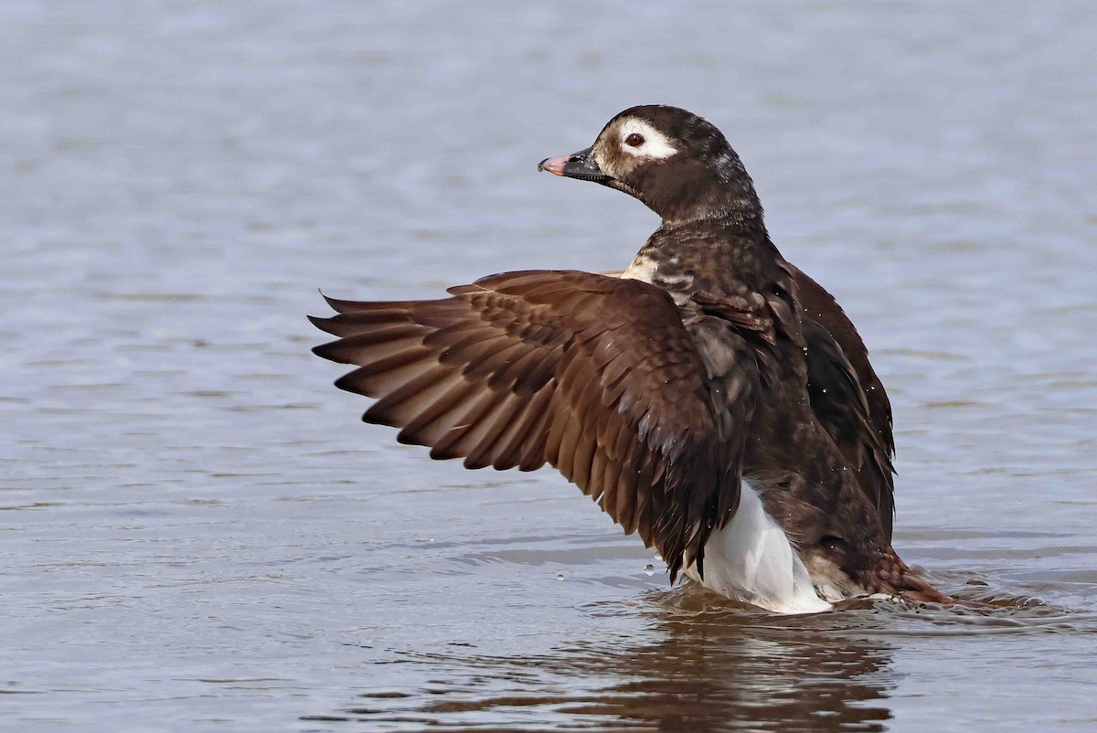 Long-tailed Duck - ML617430622