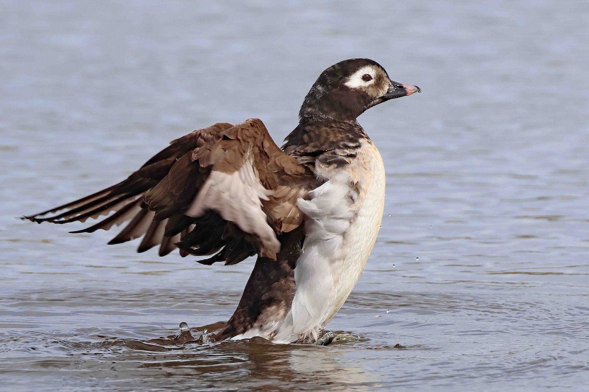 Long-tailed Duck - ML617430623