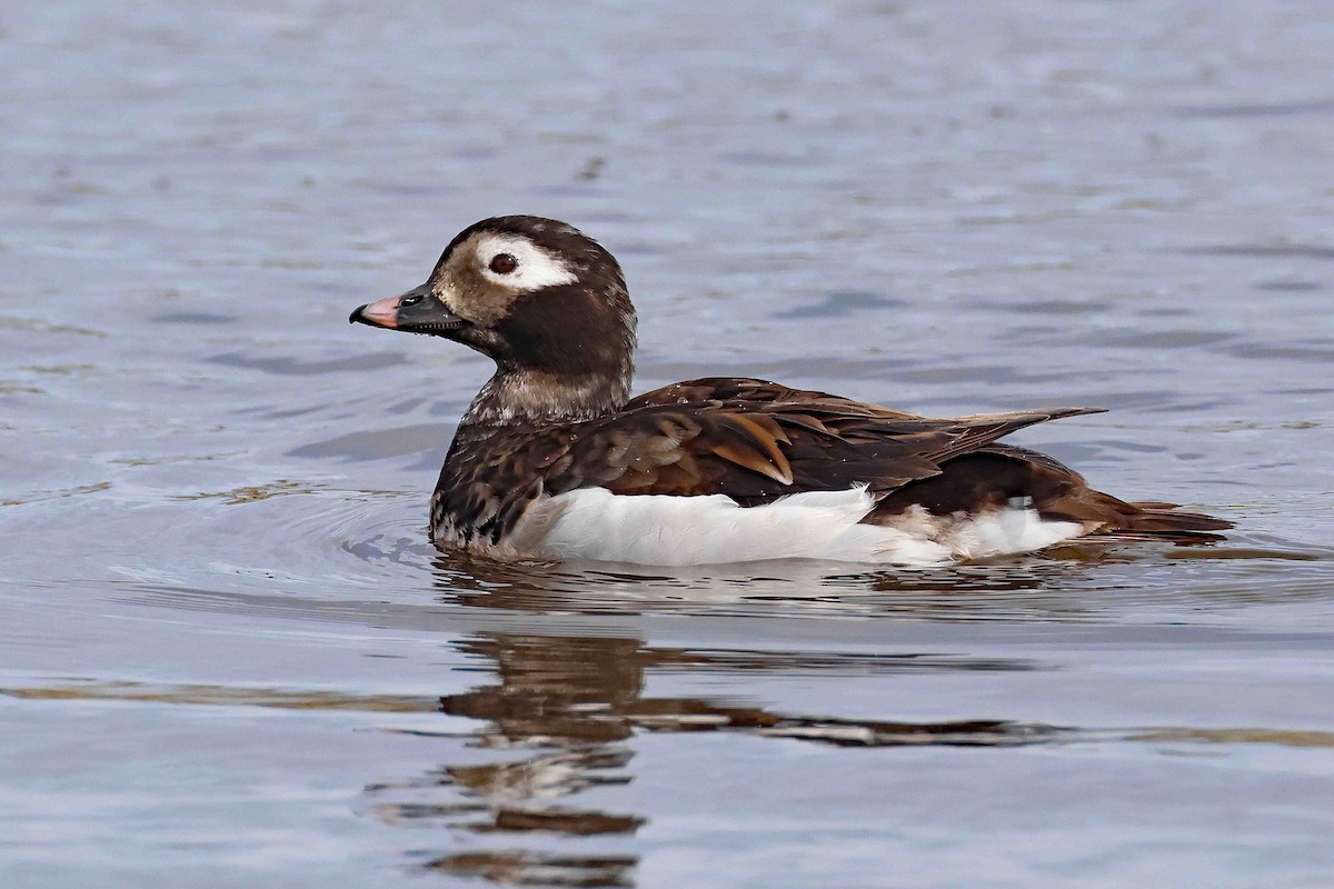 Long-tailed Duck - ML617430624