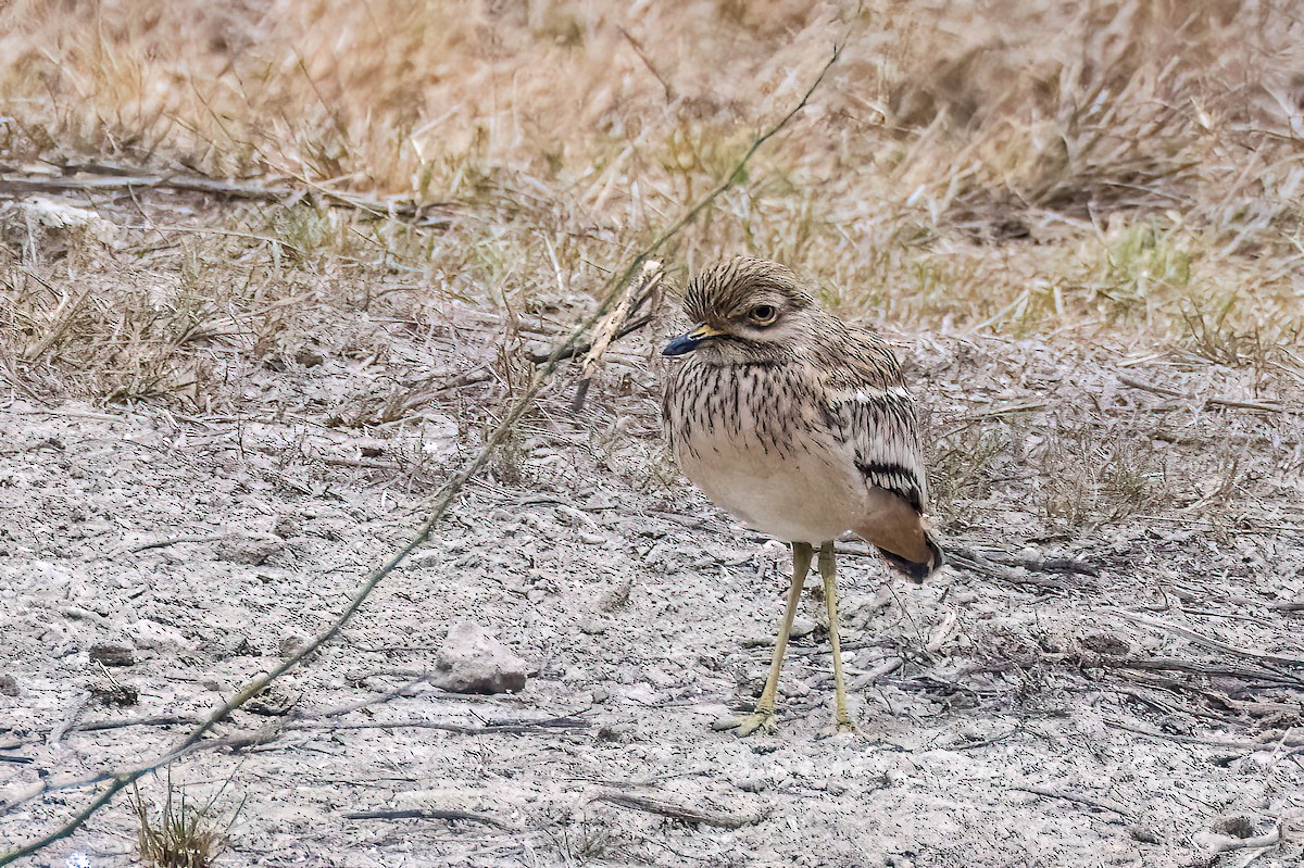 Indian Thick-knee - Gustino Lanese
