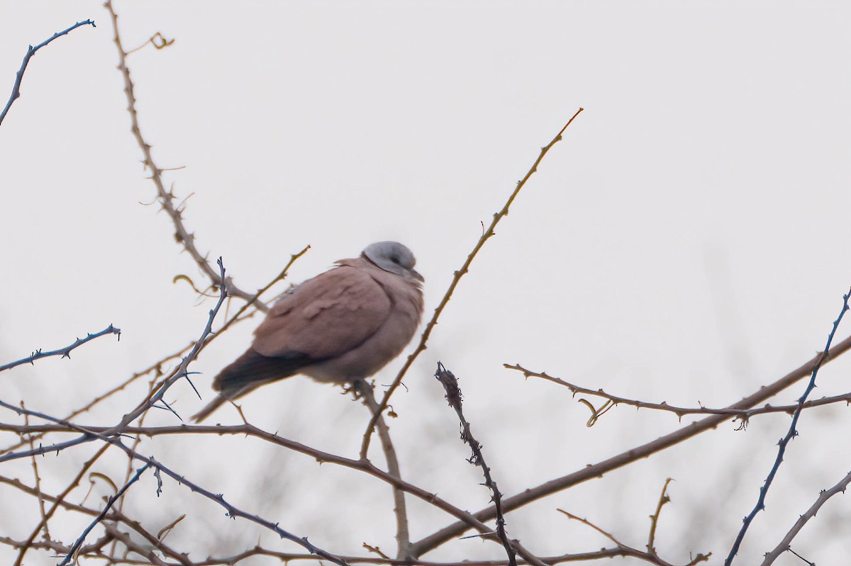 Red Collared-Dove - Gustino Lanese