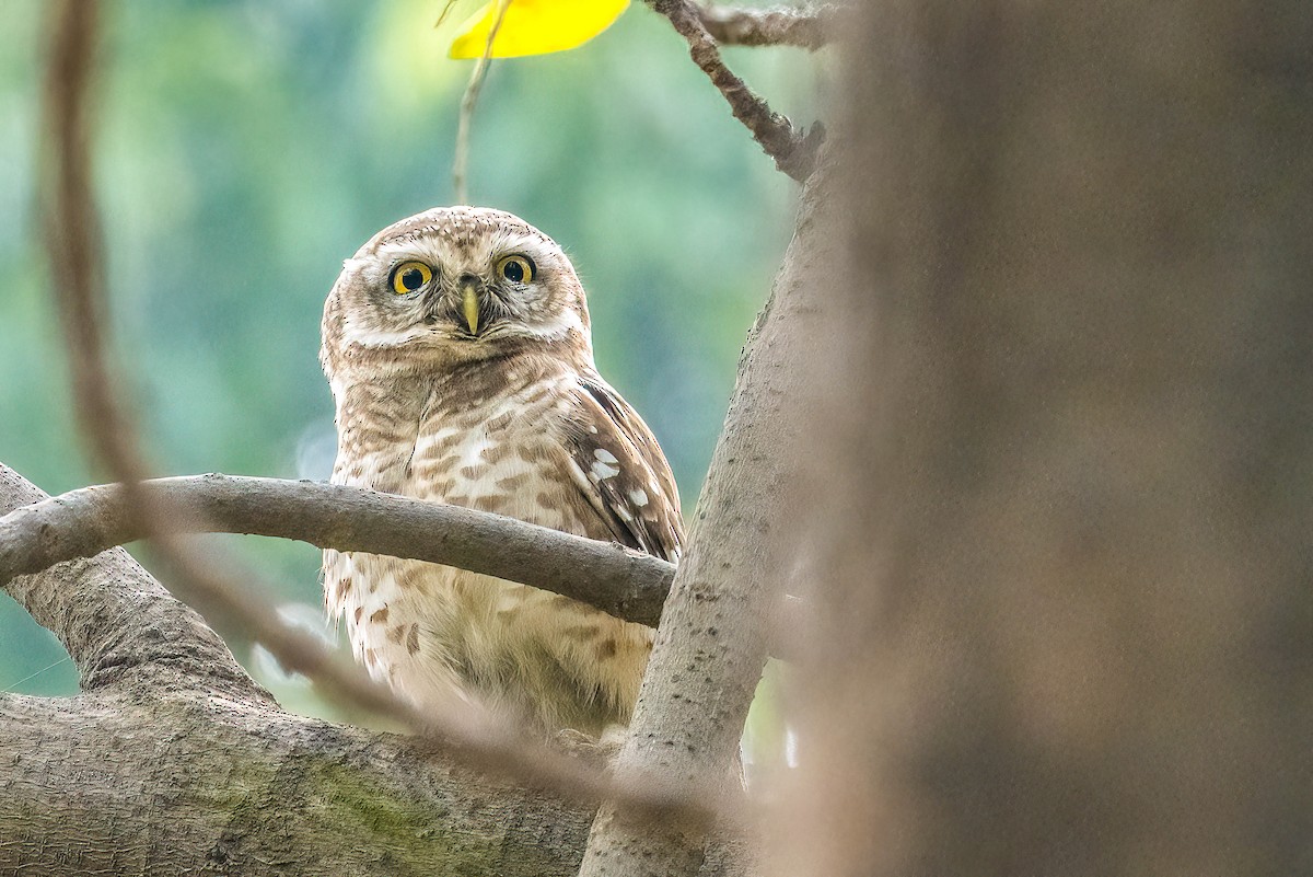 Spotted Owlet - Gustino Lanese