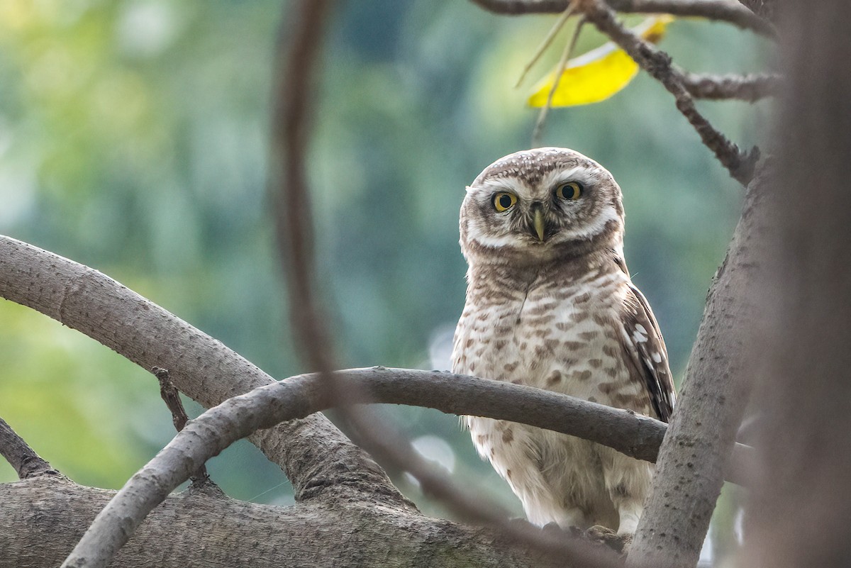 Spotted Owlet - Gustino Lanese