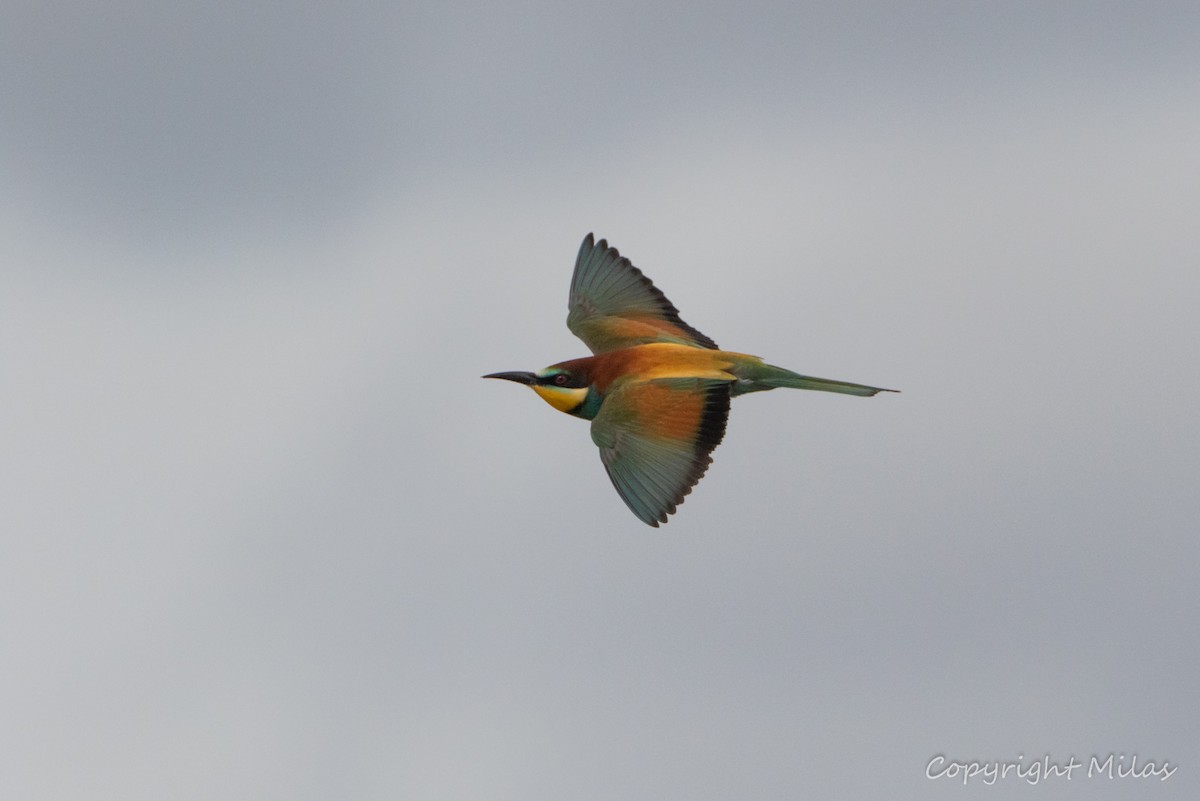 European Bee-eater - ML617430766