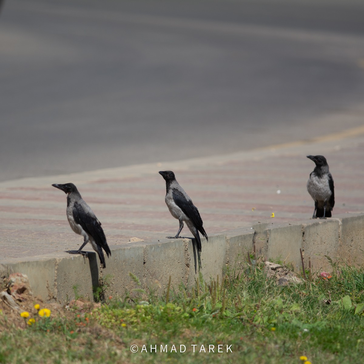 Hooded Crow - Ahmad Tarek