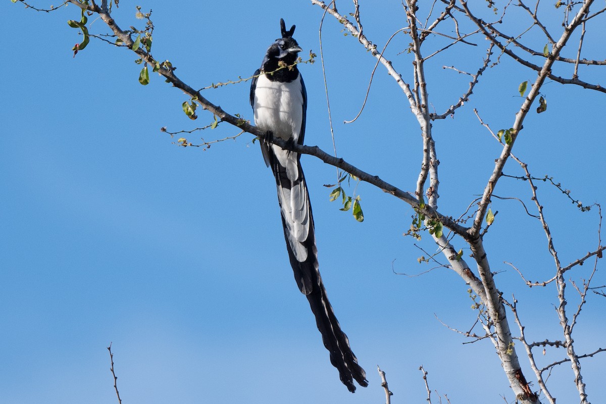 Black-throated Magpie-Jay - ML617430862