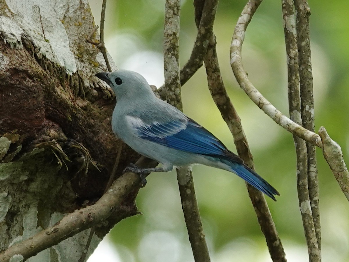 Blue-gray Tanager (White-edged) - Barry Reed