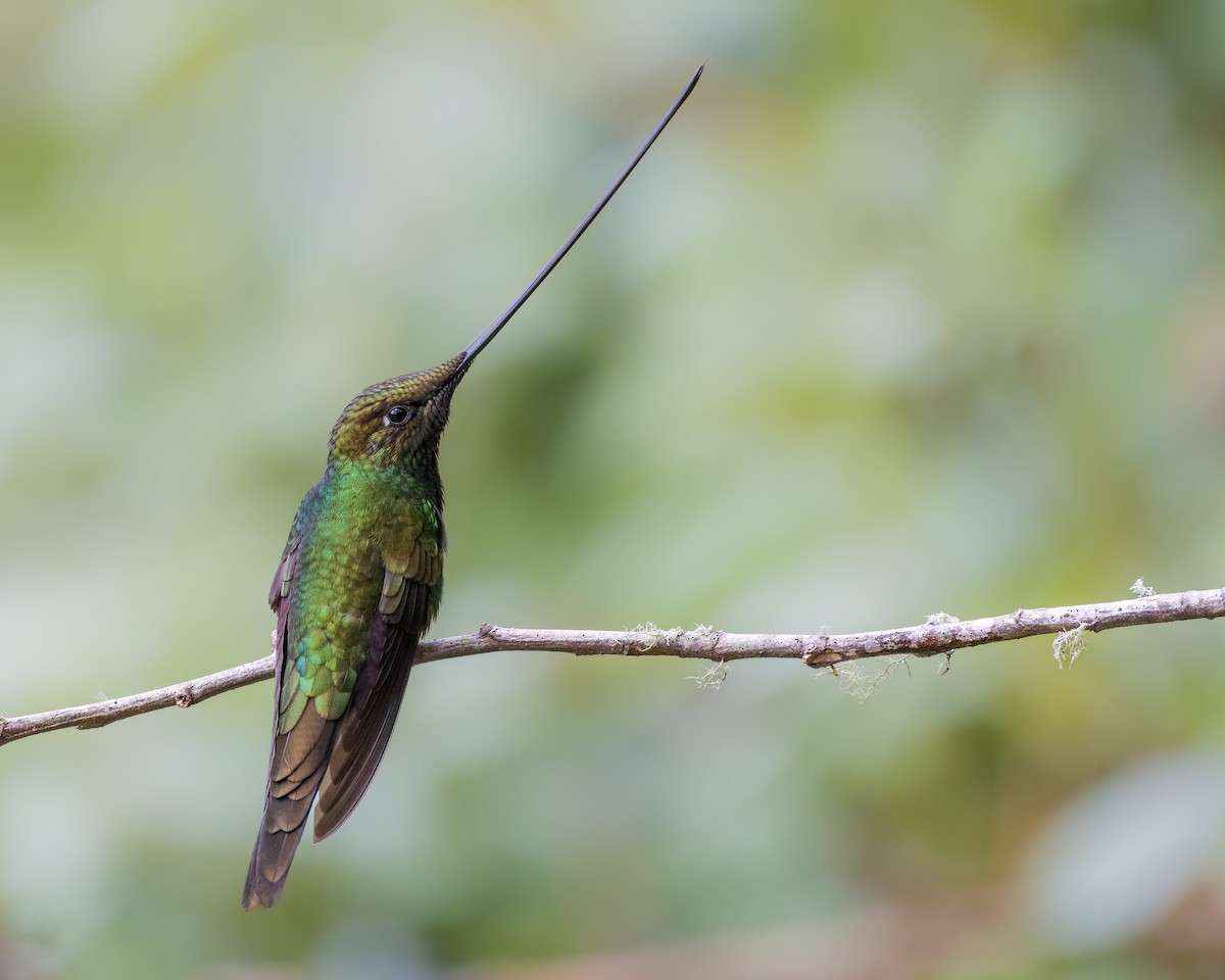 Sword-billed Hummingbird - ML617431037