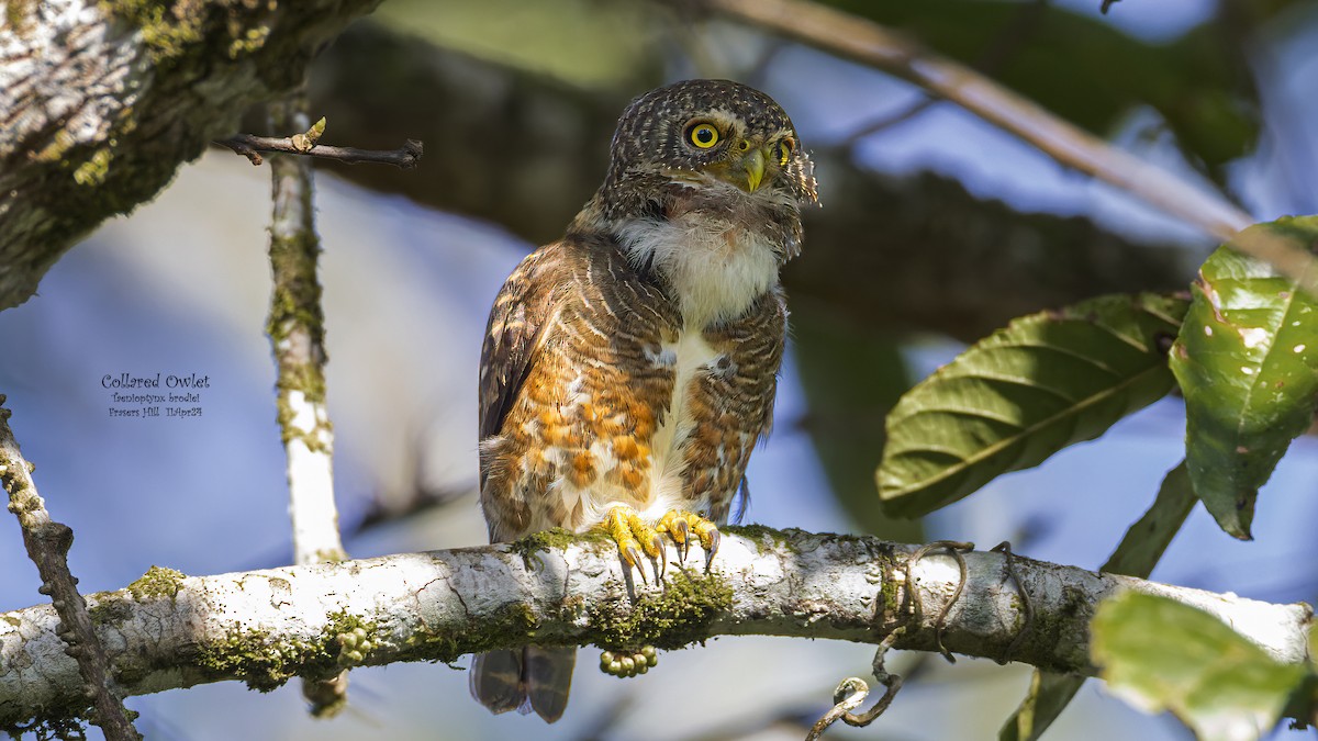 Collared Owlet - ML617431040
