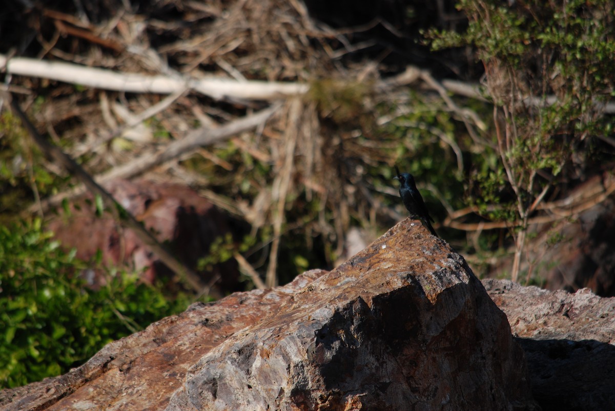 Crested Drongo - ML617431055
