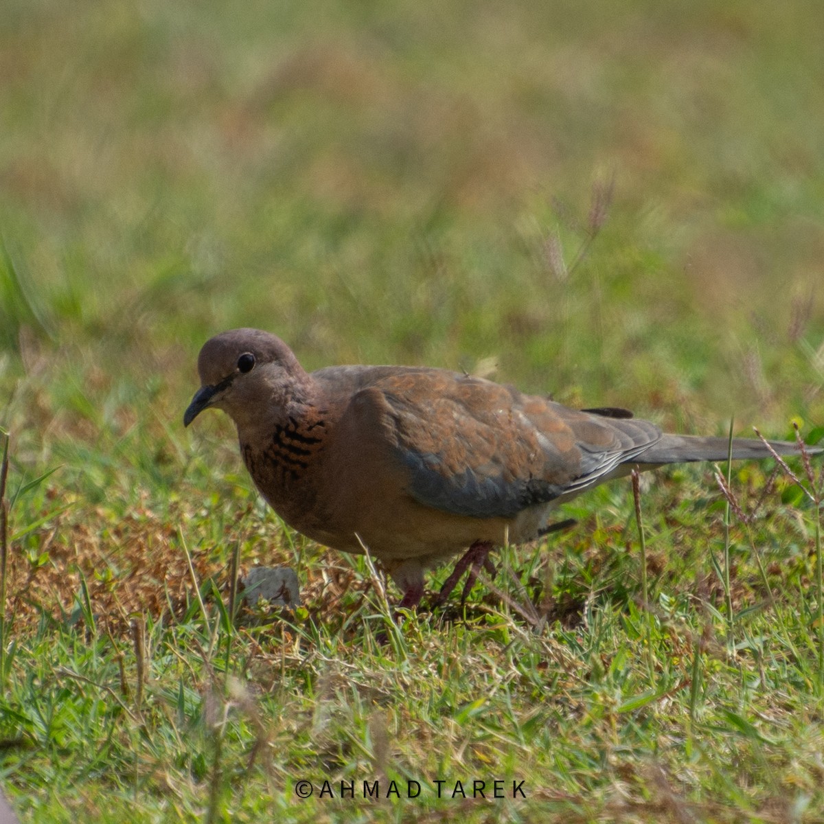 Laughing Dove - ML617431145