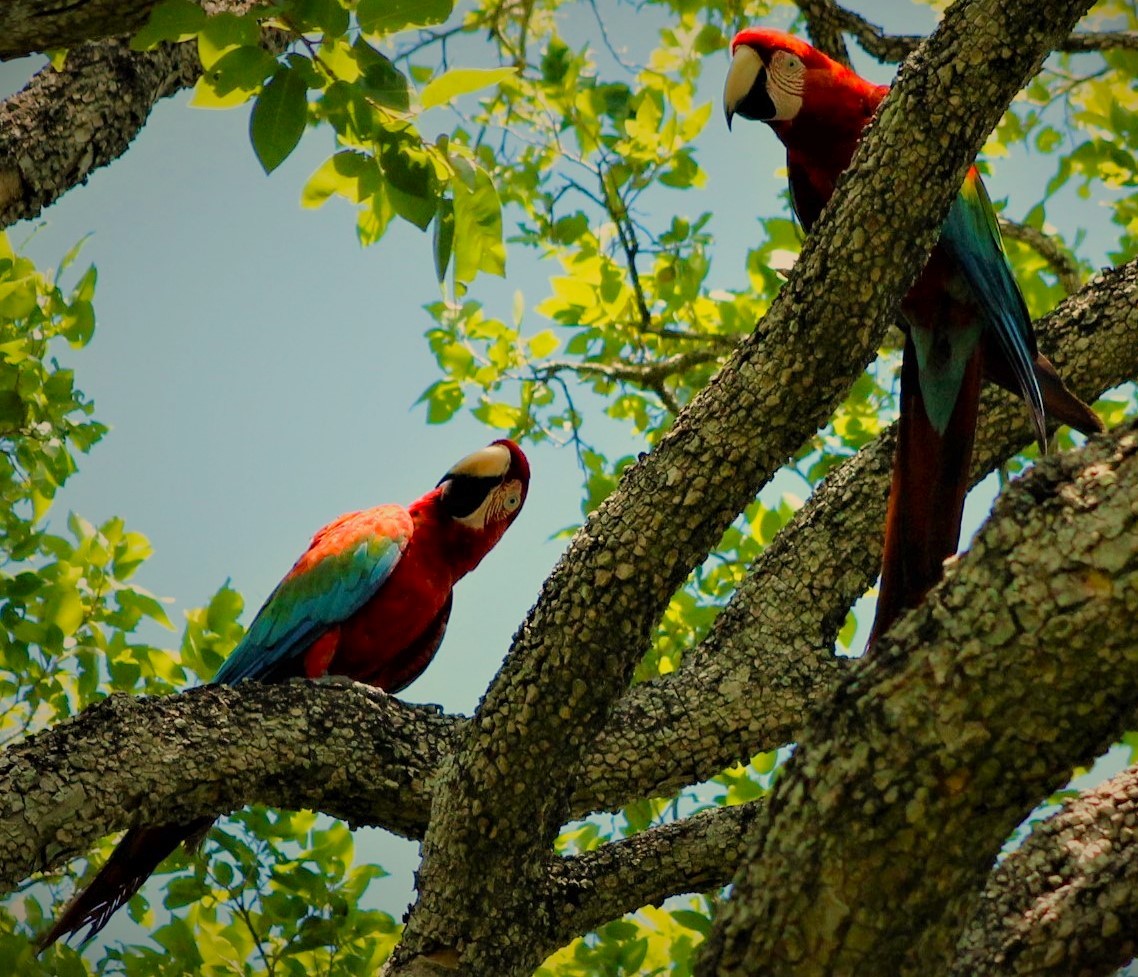 Red-and-green Macaw - ML617431190