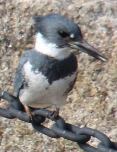 Belted Kingfisher - ML617431239