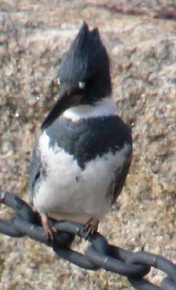 Belted Kingfisher - ML617431258