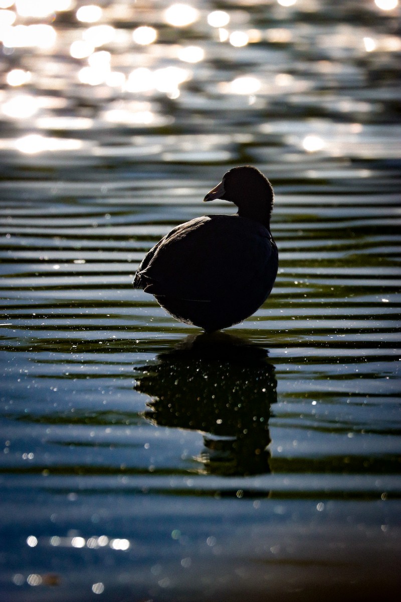 American Coot (Red-shielded) - ML617431282