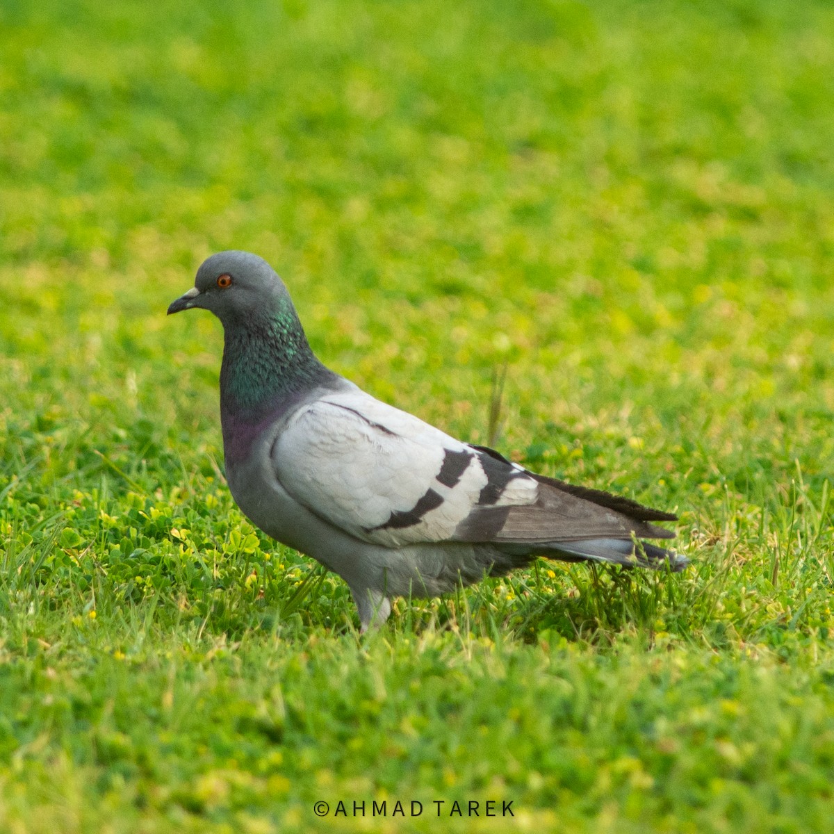 Rock Pigeon (Feral Pigeon) - Ahmad Tarek