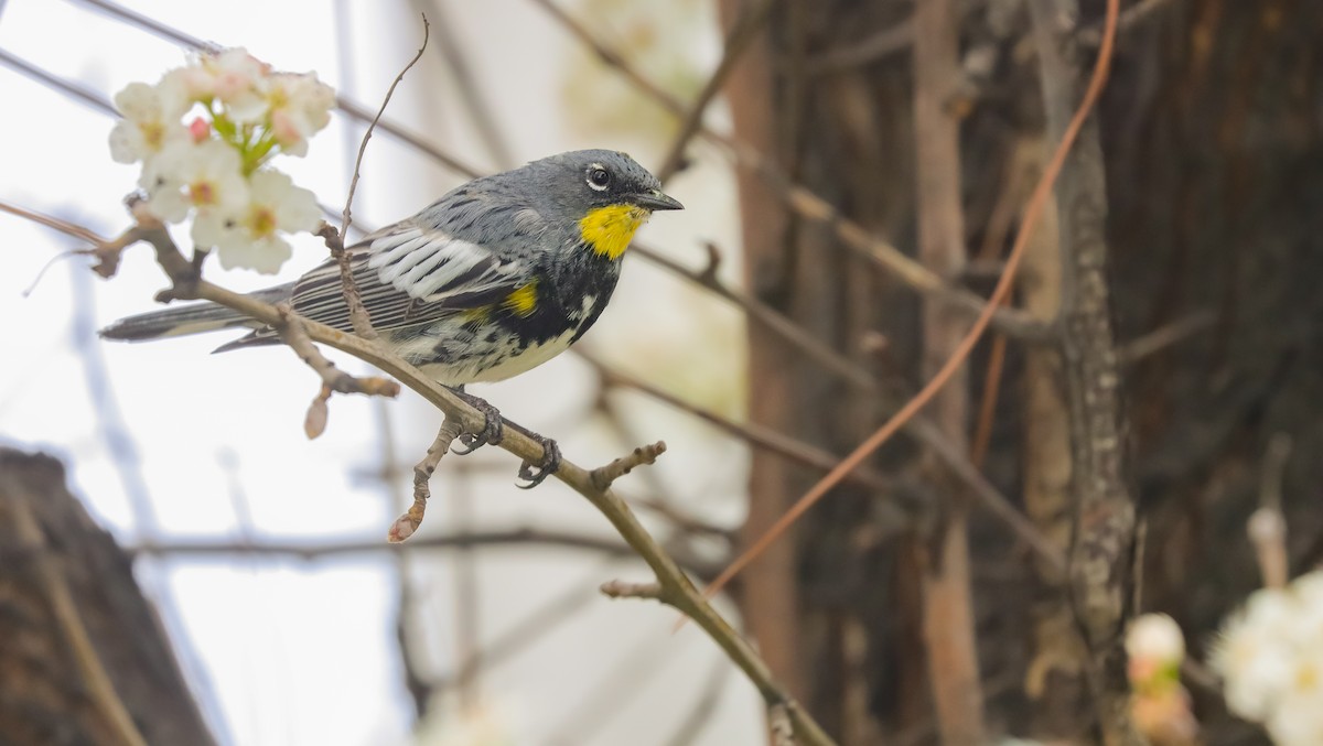 Yellow-rumped Warbler (Audubon's) - ML617431345