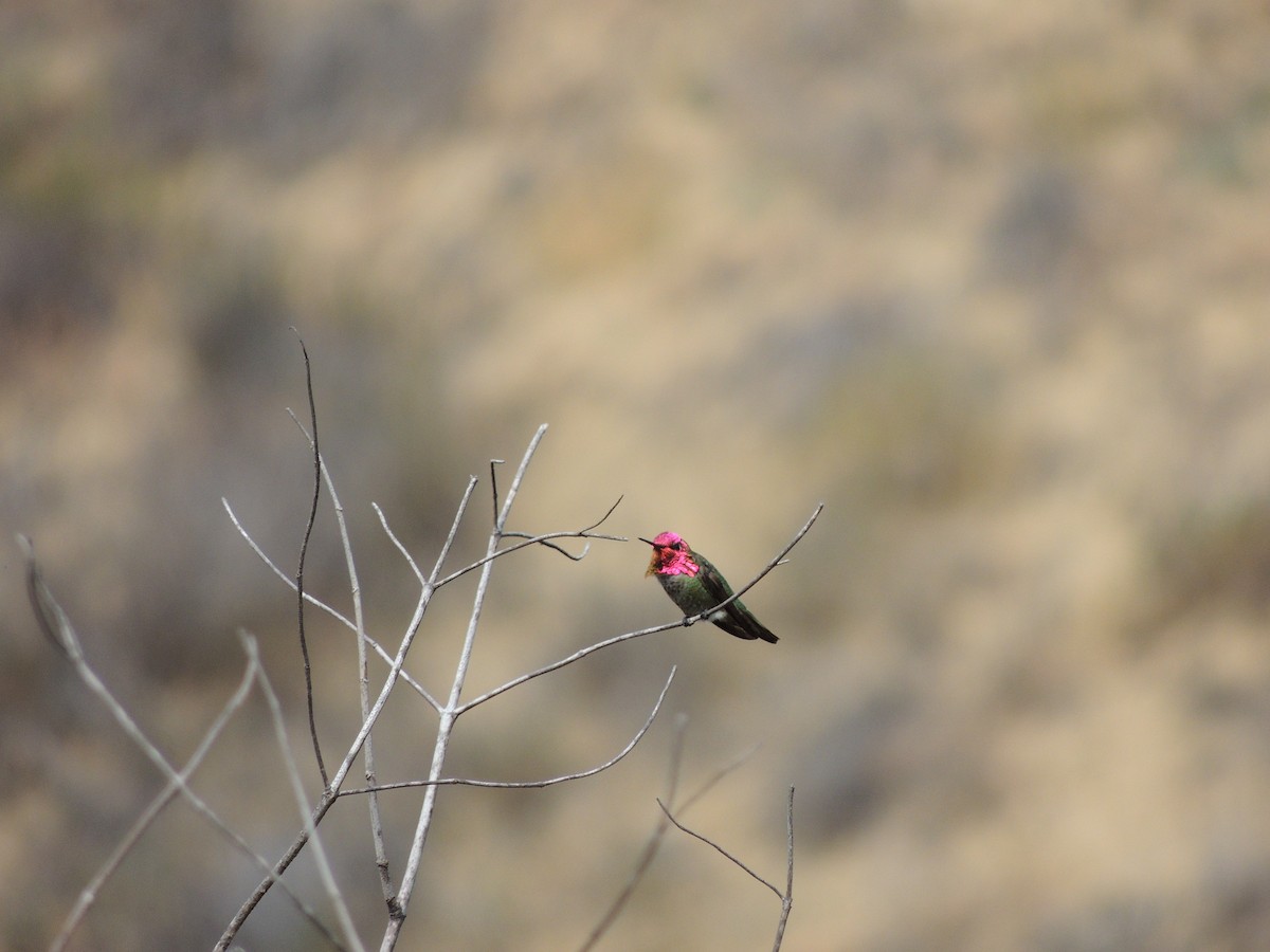 Anna's Hummingbird - Elliot Kirschbaum