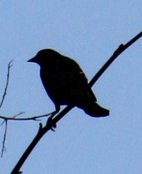 Red-winged Blackbird (Red-winged) - ML617431387