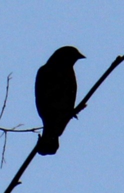 Red-winged Blackbird (Red-winged) - ML617431399
