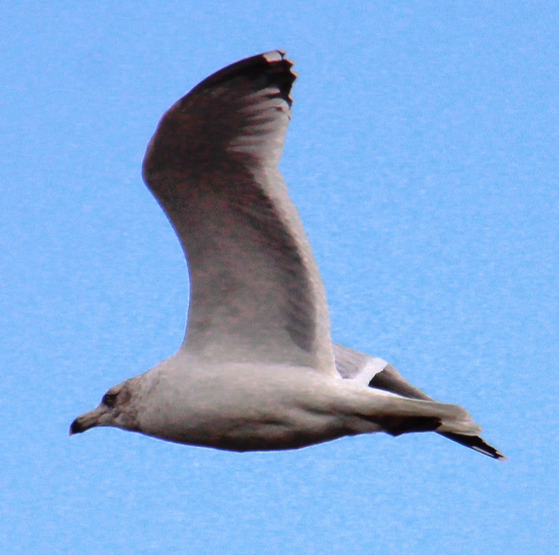 Herring Gull (American) - ML617431414