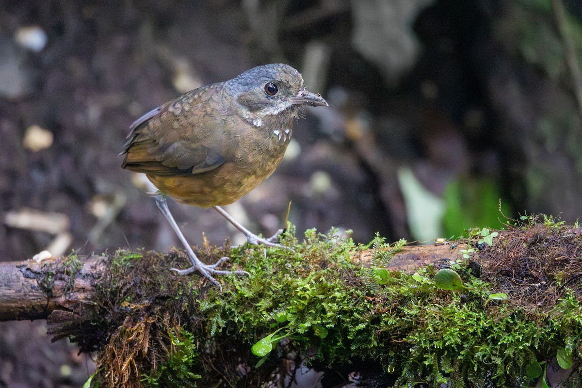 Moustached Antpitta - ML617431520