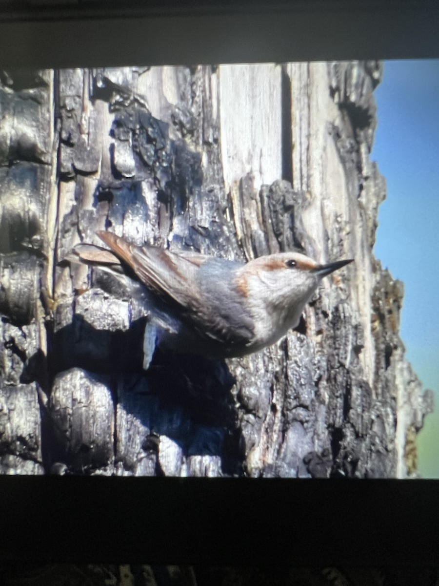 Brown-headed Nuthatch - ML617431589