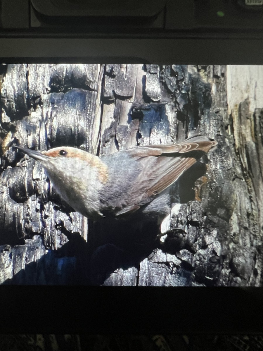 Brown-headed Nuthatch - ML617431598
