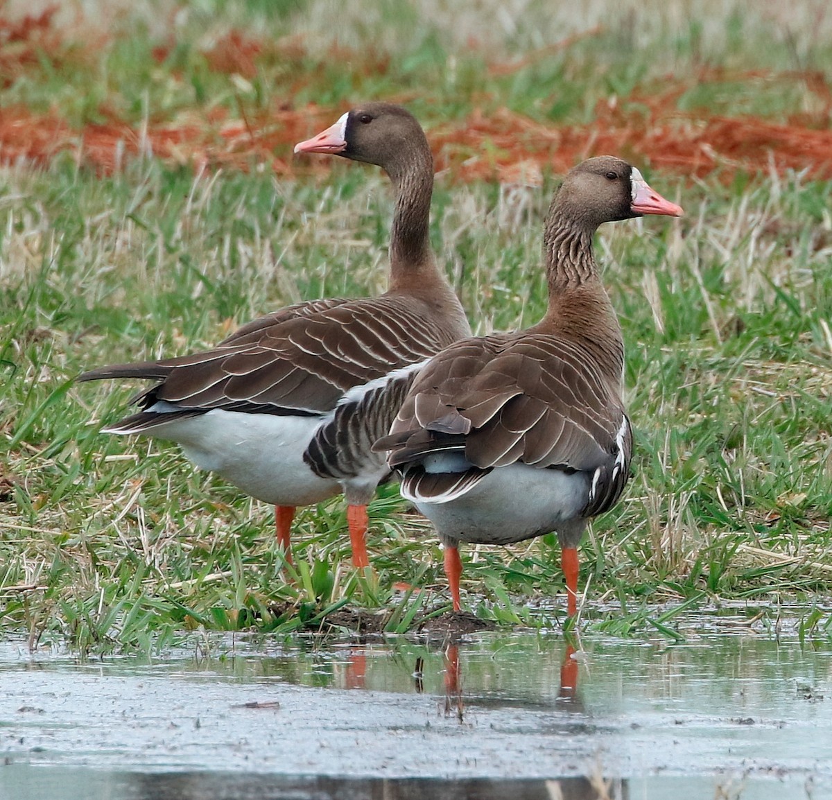 Greater White-fronted Goose - ML617431636
