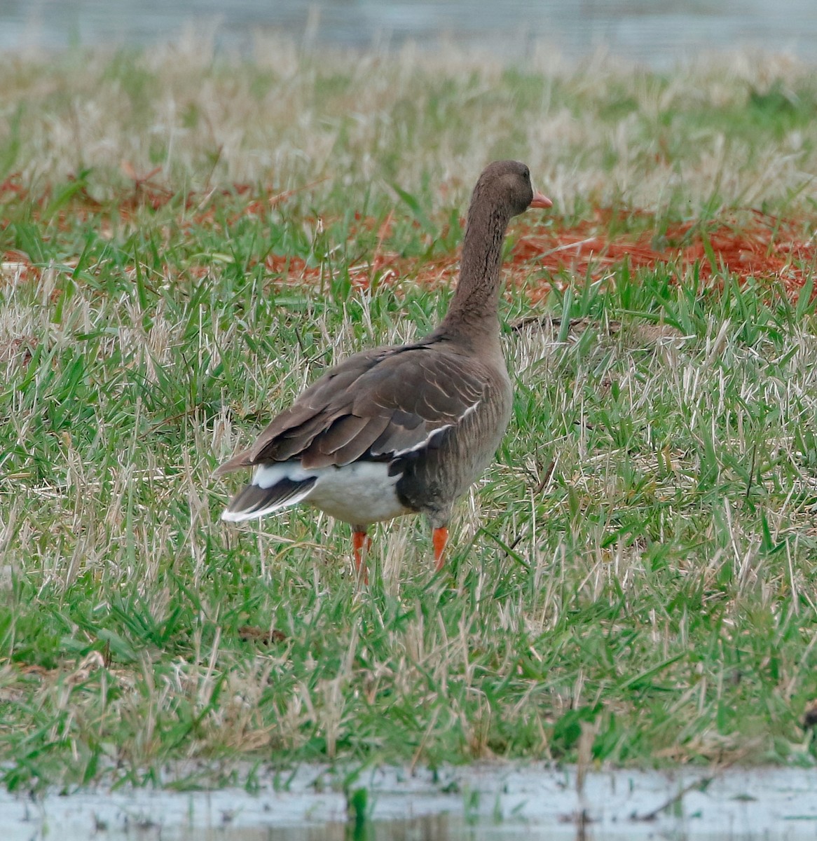 Greater White-fronted Goose - ML617431648