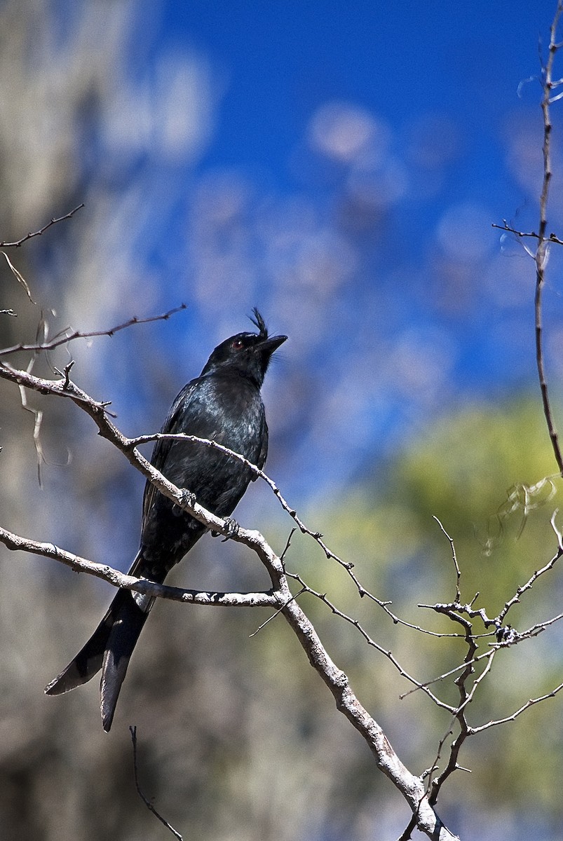 Crested Drongo - ML617431672