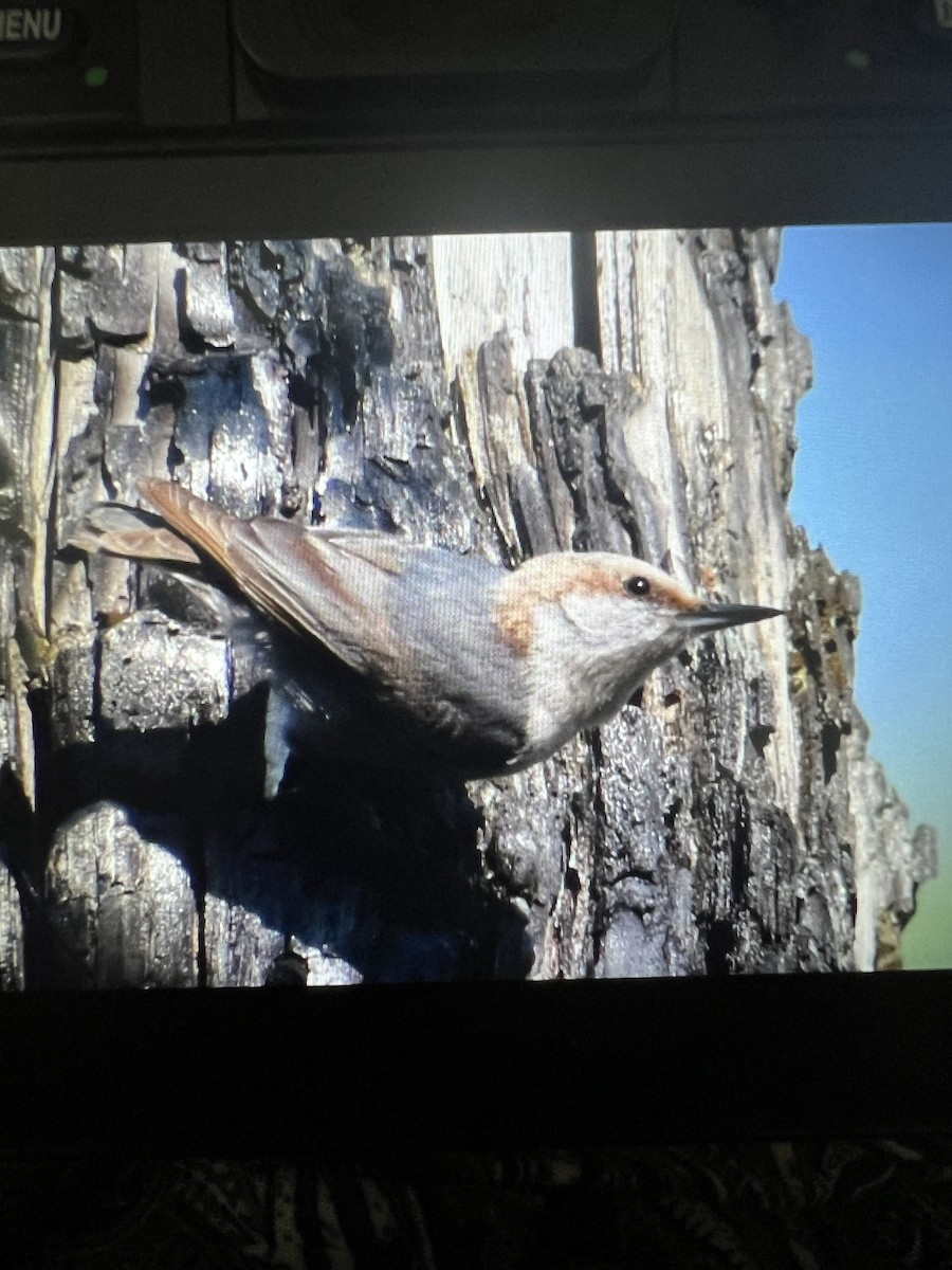 Brown-headed Nuthatch - ML617431674