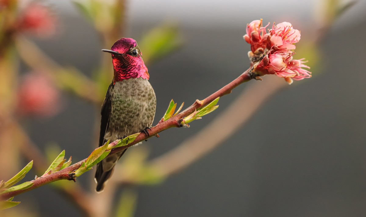 Anna's Hummingbird - ML617431692