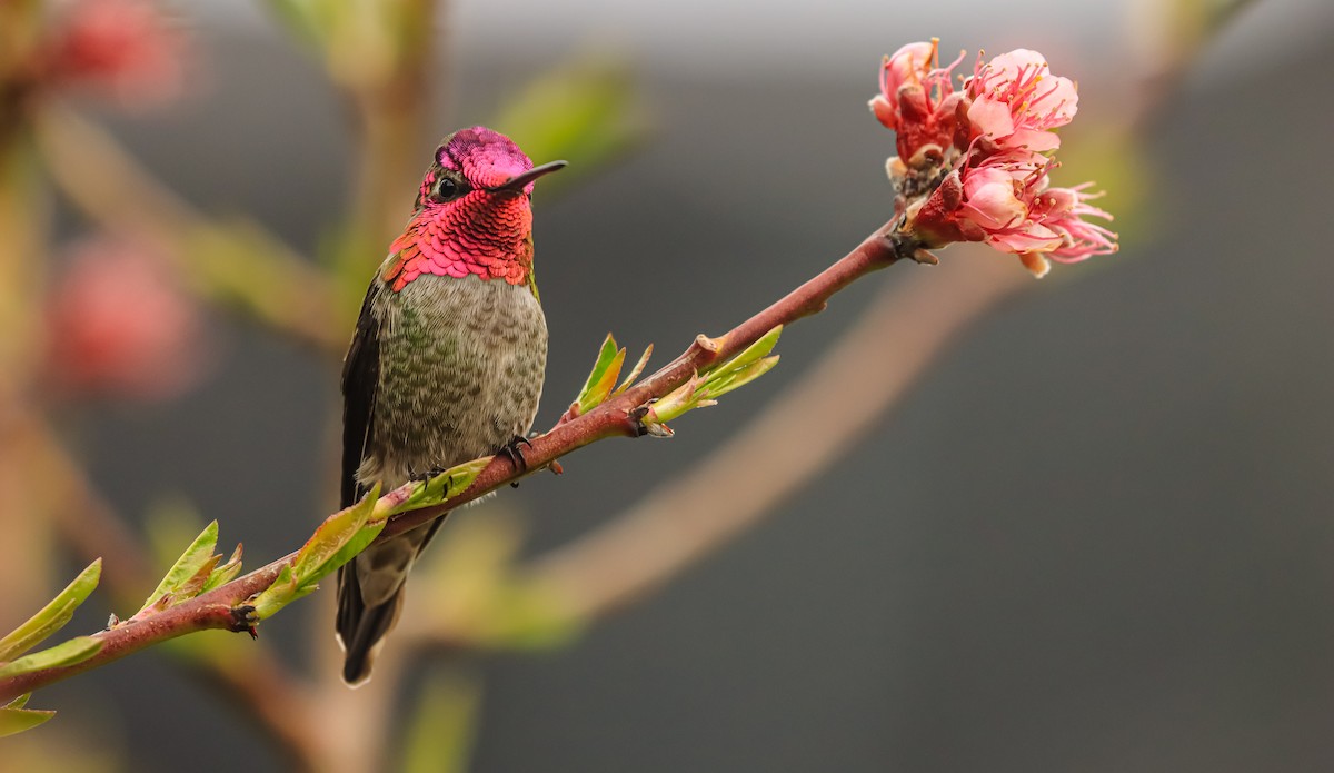 Anna's Hummingbird - ML617431693