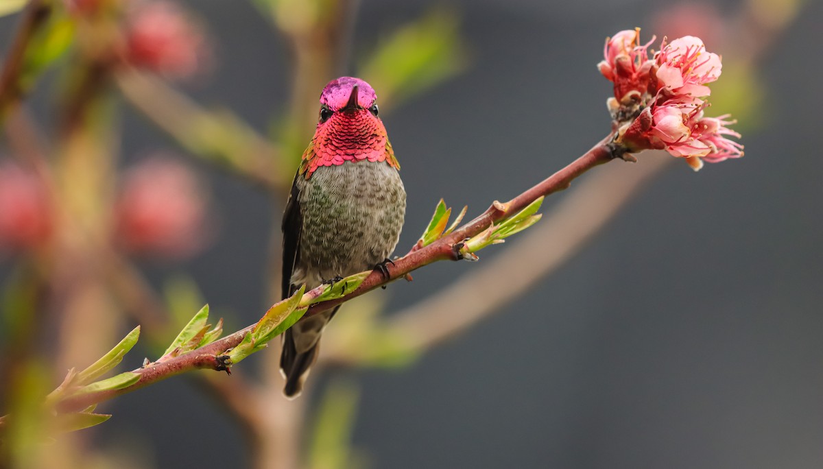 Anna's Hummingbird - ML617431694