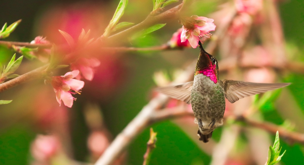 Anna's Hummingbird - ML617431700