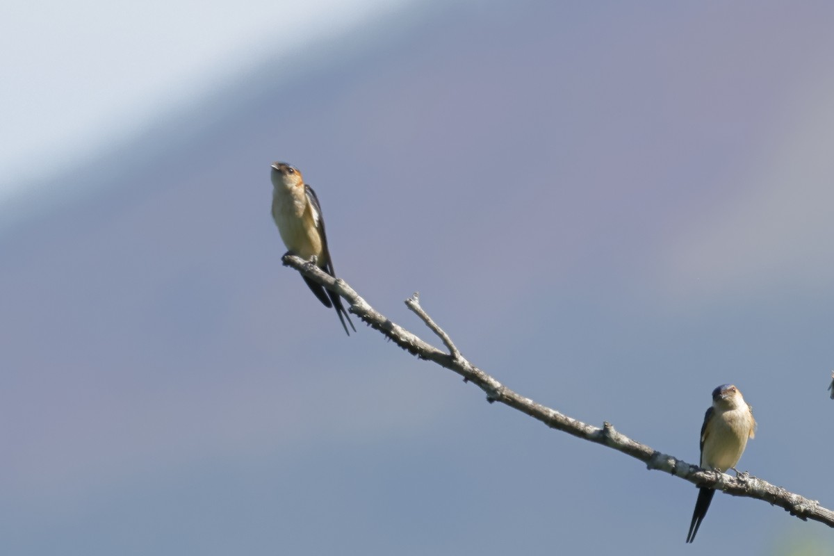 Red-rumped Swallow - ML617431758
