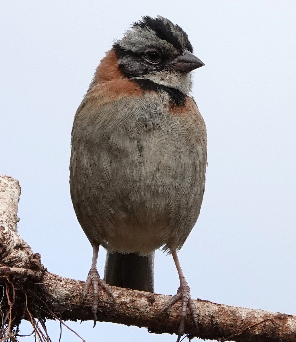 Rufous-collared Sparrow - ML617431785