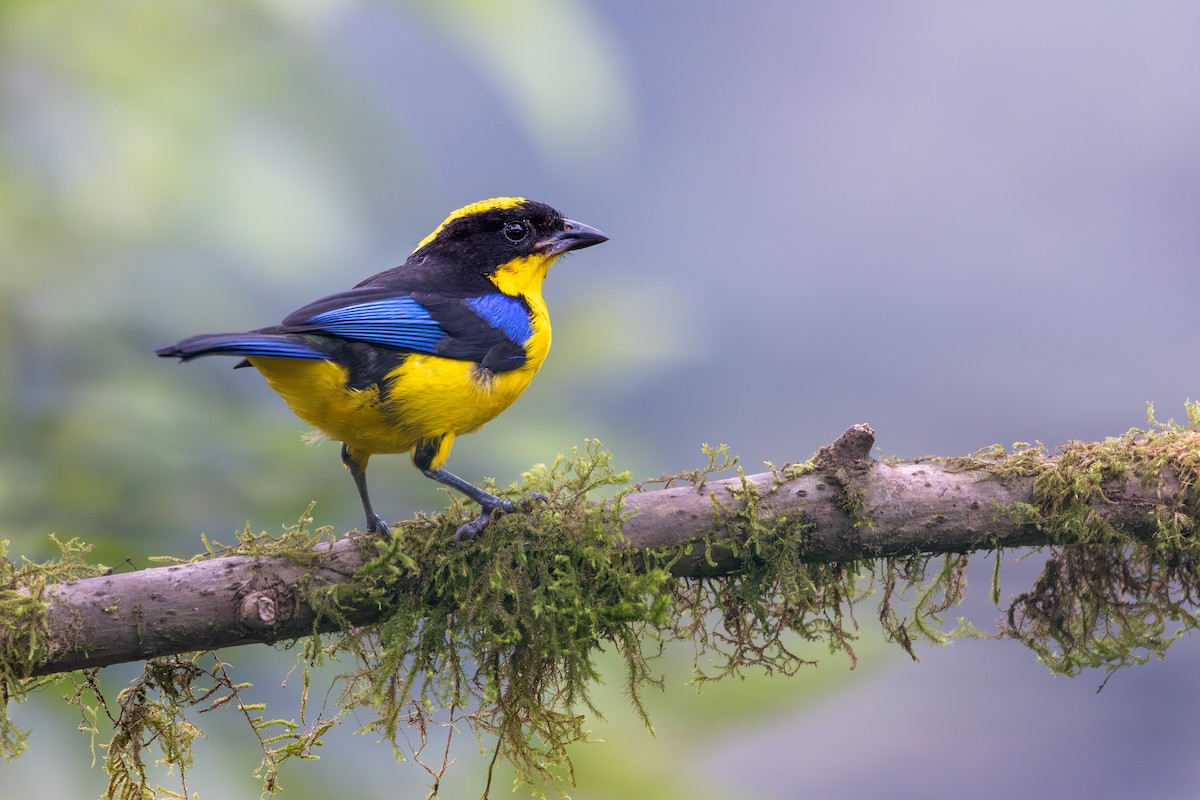 Blue-winged Mountain Tanager (Blue-winged) - ML617431862