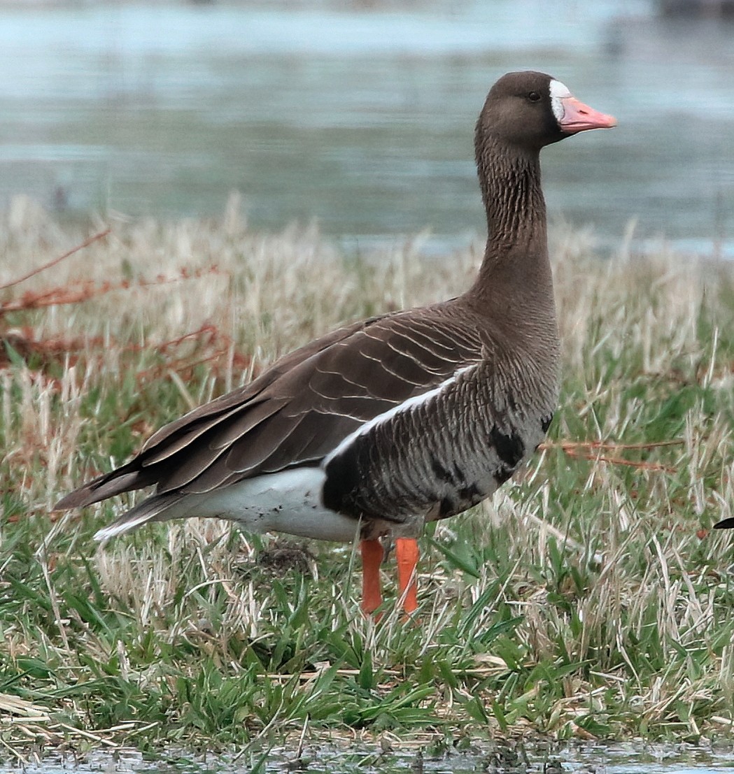 Greater White-fronted Goose - ML617431897