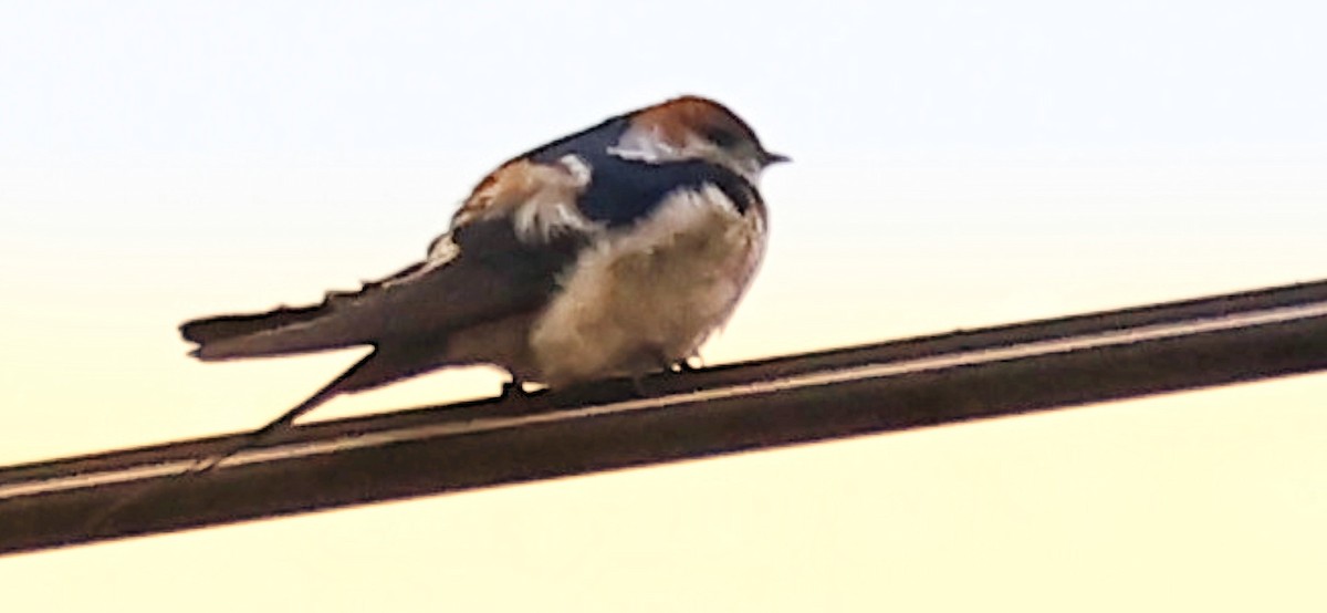 Red-rumped Swallow - ML617431909