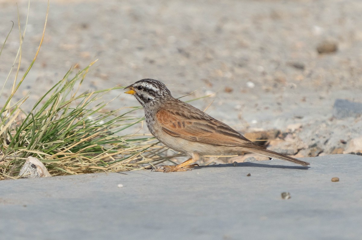 Striolated Bunting - ML617431914