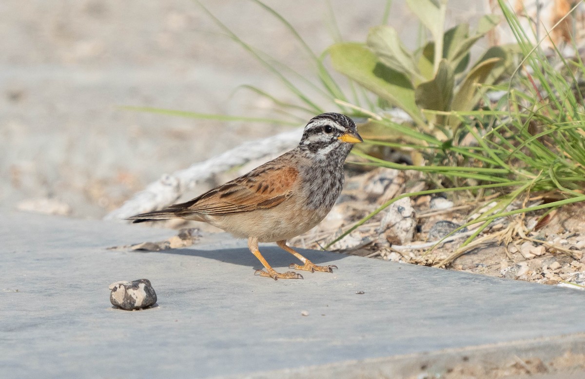 Striolated Bunting - ML617431915